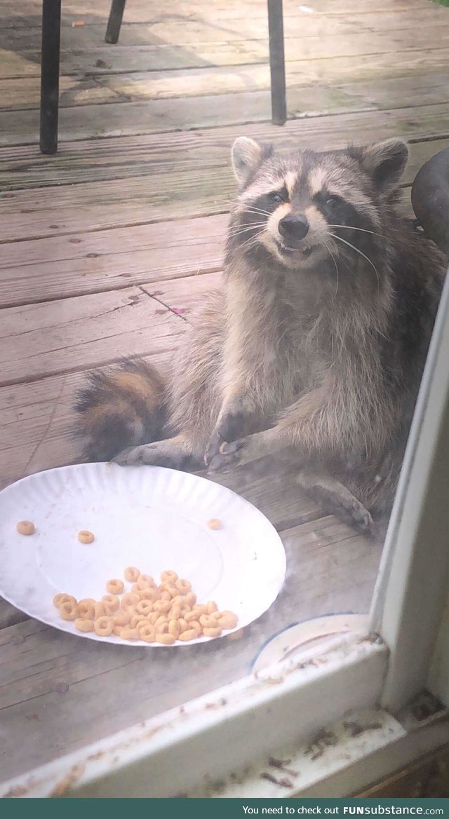 The cereal pleases the raccoon