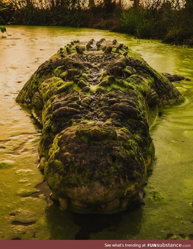 Imagine going on a leisurely stroll thru the swamp and tripping over this mossy log