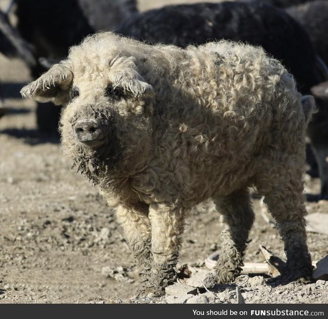 The mangalitsa pig, is a rare woolly breed from Hungary. It looks like a sheep and acts