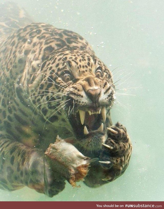 Jaguar in the water for food