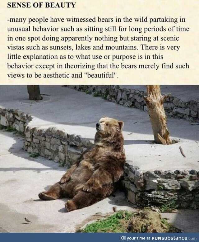 Bears appreciate their surroundings