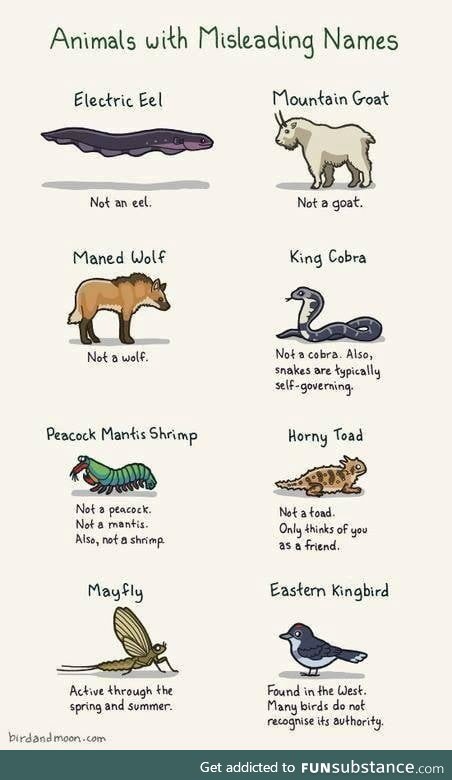 Animals with Misleading Names