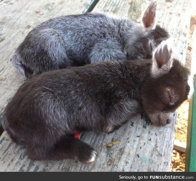 Not enough baby donkeys on here