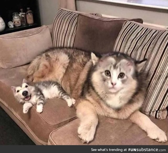 Face swap of a cat and dog thrills and yet scares you