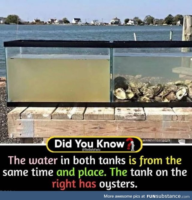 The difference made by oysters
