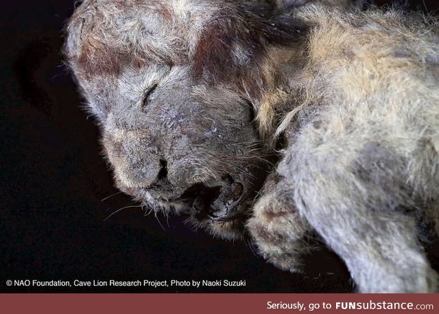 30,000 year-old cave lion cub preserved in Siberian permafrost