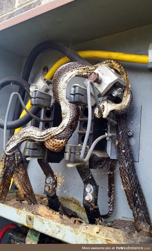 Snake was electrocuted then bitten by another snake, which was also electrocuted