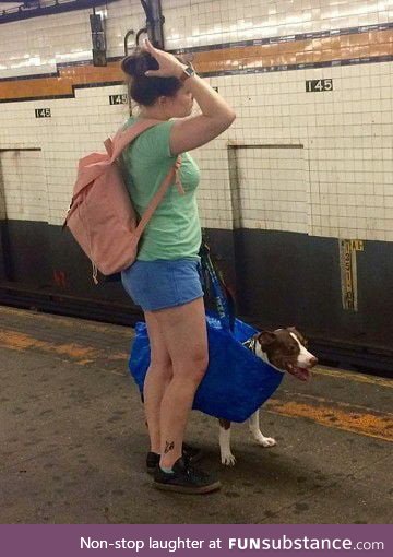 In NY's subway dogs are only allowed when they're being carried in a bag
