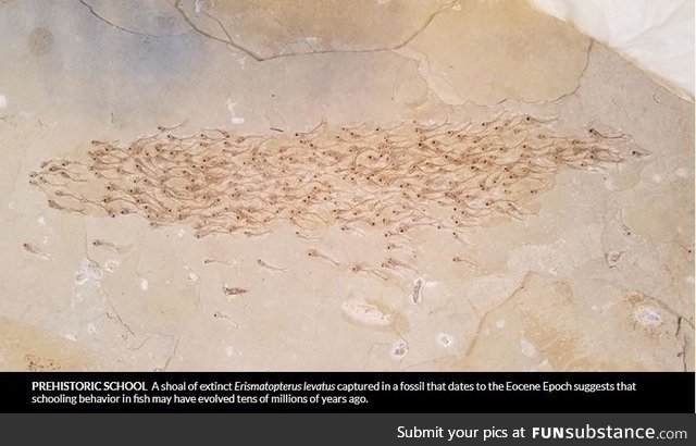 50 million year old school of fish