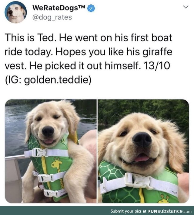 Wholesome doggo