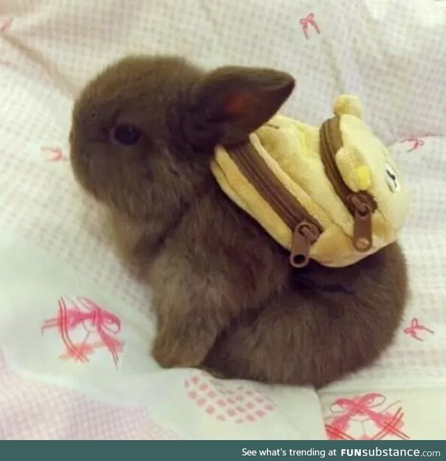 A tiny bunny wearing an even tinier teddy bear backpack