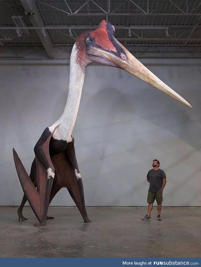 The Quetzalcoatlus, the largest known flying animal that ever existed !