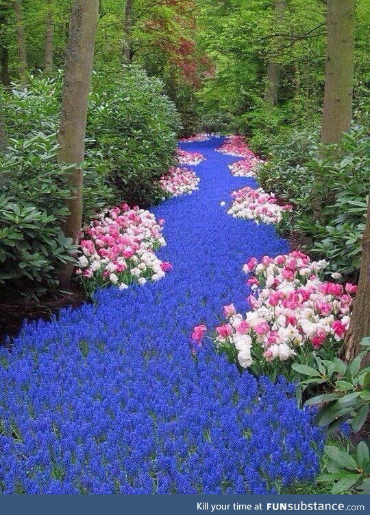 This river in the Netherlands is actually made up of bright blue flowers