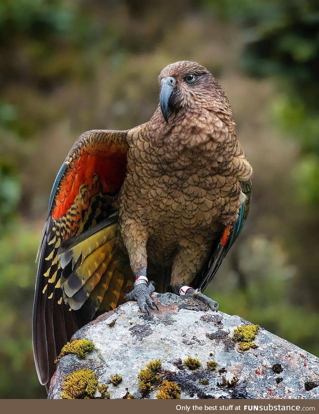 The only alpine parrot of the world -- the kea