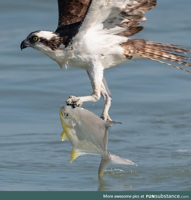 An osprey saving a fish from drowning