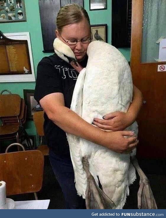 A lucky swan embraces the vet who saved his life