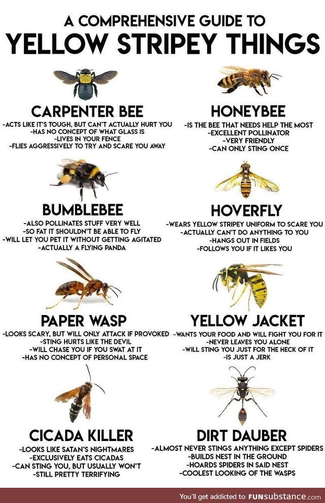 A Comprehensive Guide To Flying Yellow Stripey Things FunSubstance