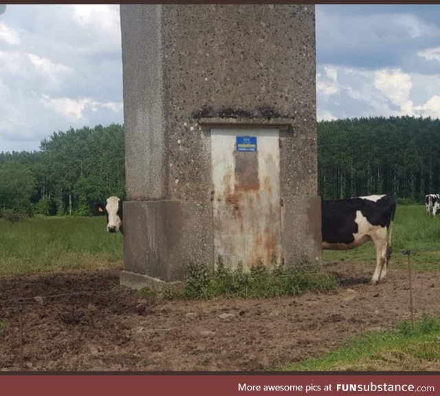 A very long cow