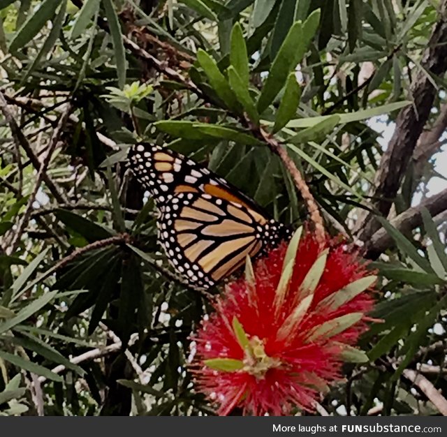 Monarch Butterfly in my yard