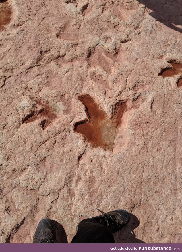 Dinosaur tracks in Arizona