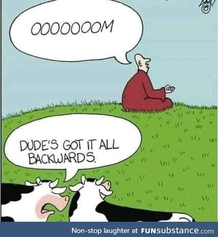 Zen cows