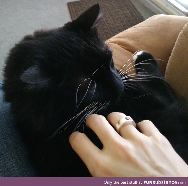 My cat: Shadow. also my hand