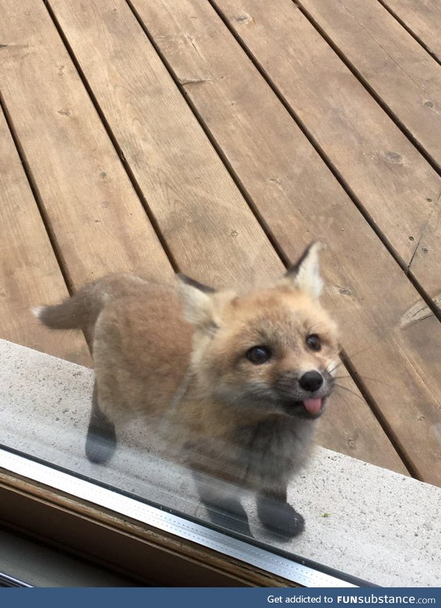 A baby fox shows up to say hi