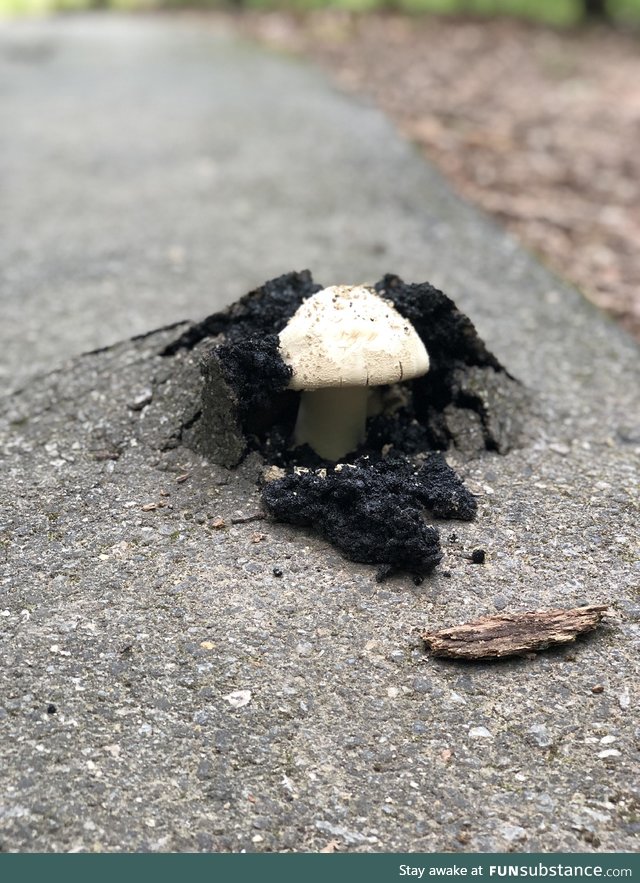 Turns out mushrooms don't give a damn about your asphalt