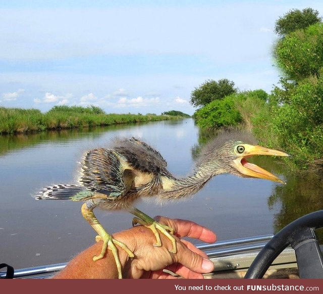 Baby Blue Heron !