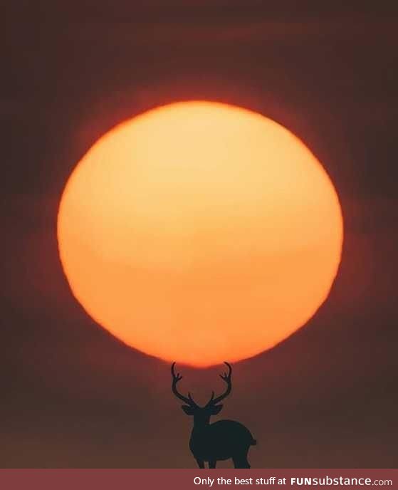Deer sun