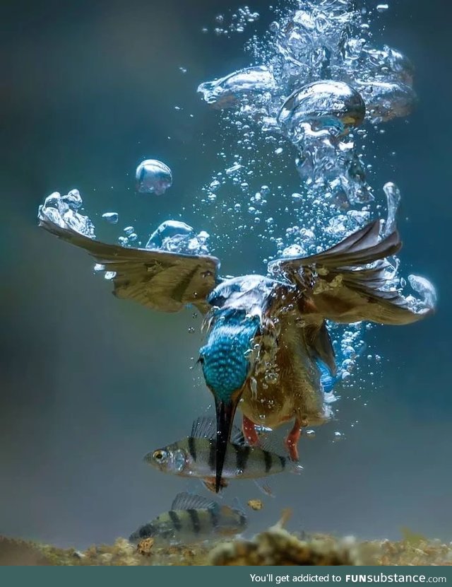 Kingfisher Fishing !