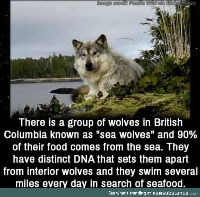 Sea wolves are a thing