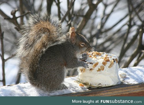 Just a Squirrel eating some cake