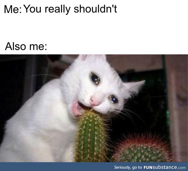 120, my absolutely barbaric kitten, snapped my cactus in half with his mouth!