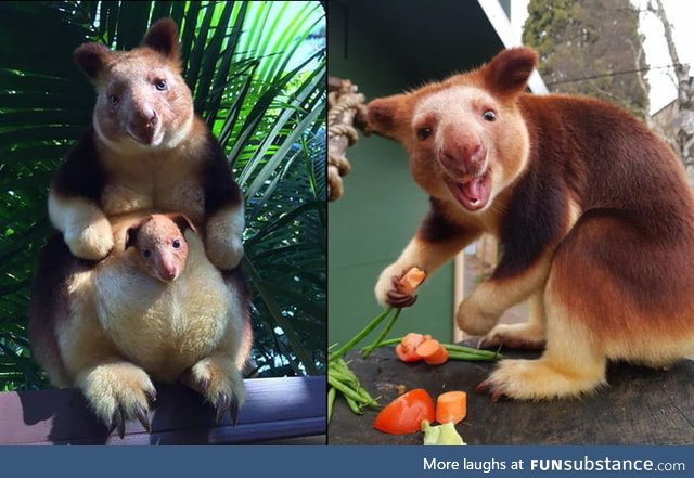 This is Mian, the first endangered tree kangaroo born there (Perth Zoo) in 30+ years!