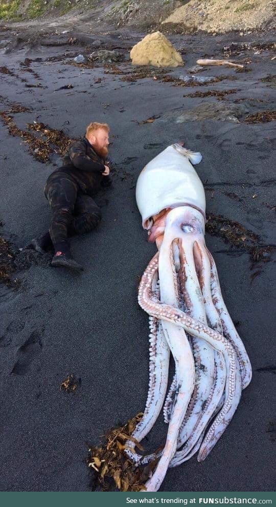 Giant squid washed up on New Zealand beach