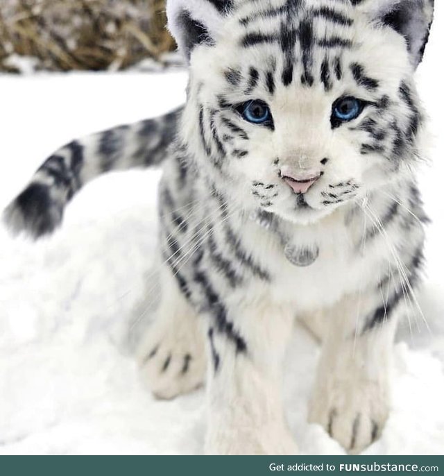 Rare white baby tiger