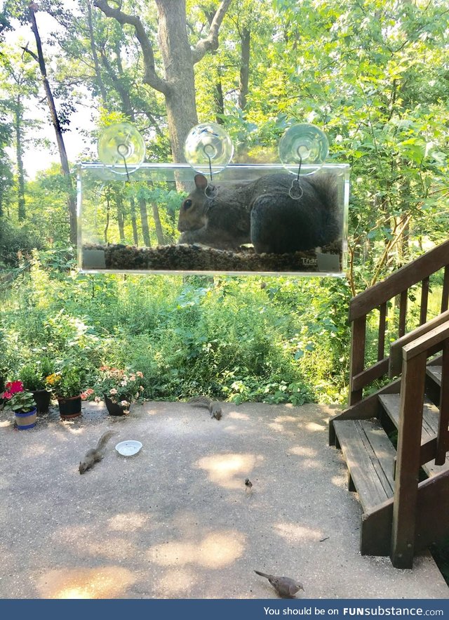 Squirrel-proof bird feeder