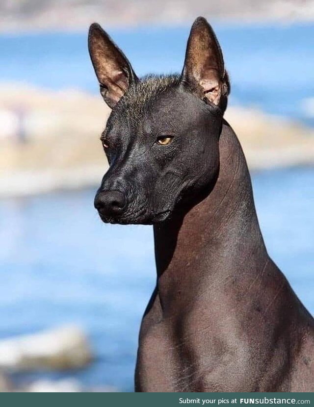 The Xoloitzcuintli (Mexican hairless dog) is considered a guide for the dead towards the
