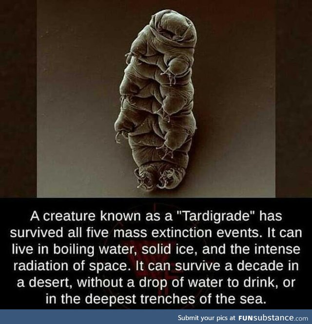 Also known as Water Bears