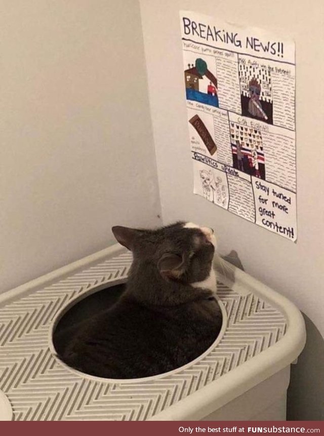 This cat, has a newspaper to read while it uses the litter box