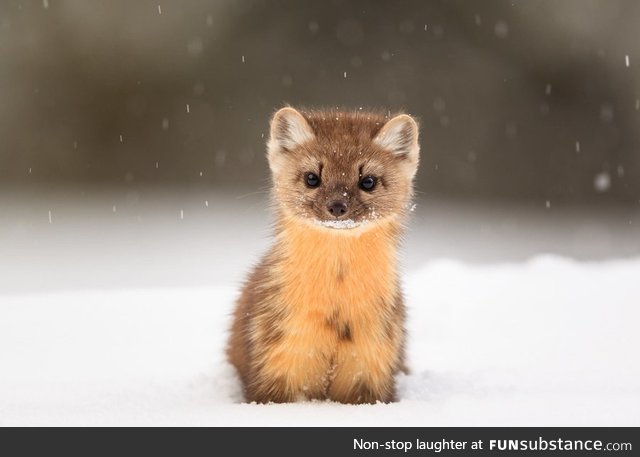 Baby American Pine Marten