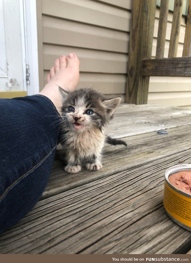 This little guy came running to me in the alley