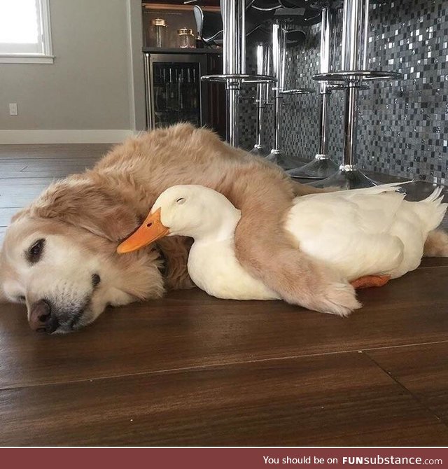Ducks are not free this weekend, sorry