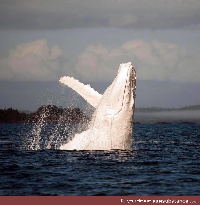 First Registered Albino Humpback Whale in the World!