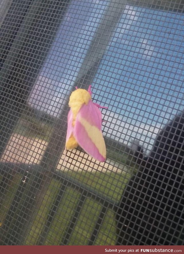 Bet you never seen a pink moth b4