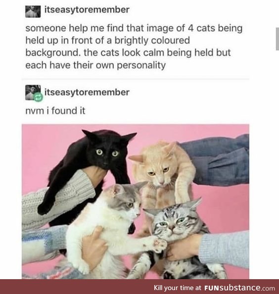 Tag yourself I'm the black cat