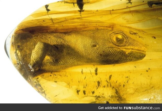 A 54 million year old gecko trapped in amber