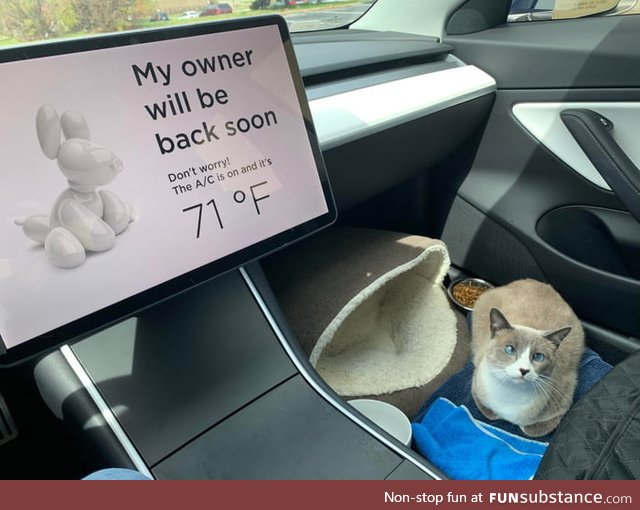 This cute cat just LOVES road trips!