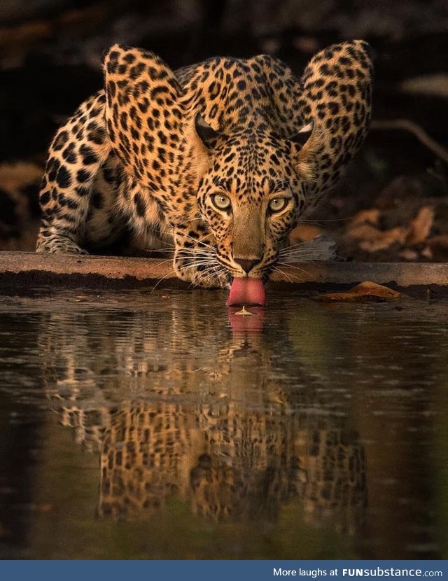 Leopard in Gir National Park